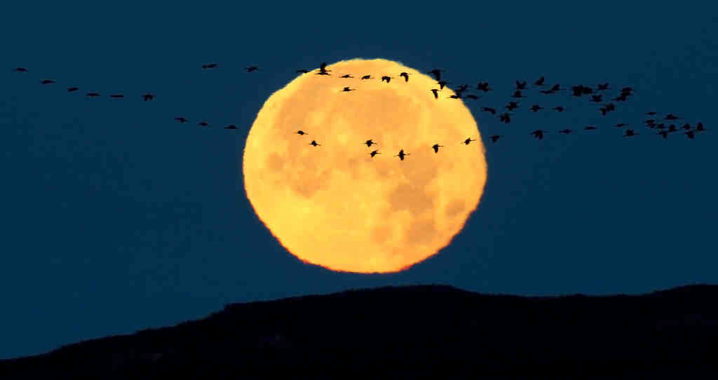 Sandhill cranes in Arizona